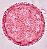 talinum